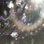 Cherry Blossoms, by Katharine Boyle